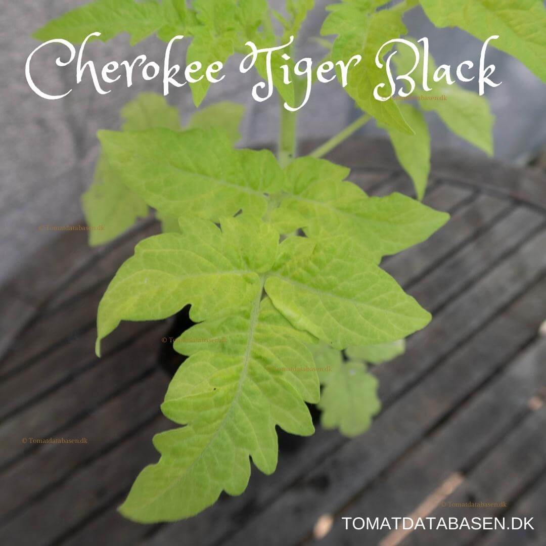 Cherokee Tiger Black Dwarf